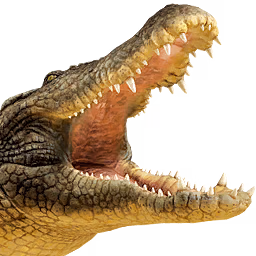 crocodile